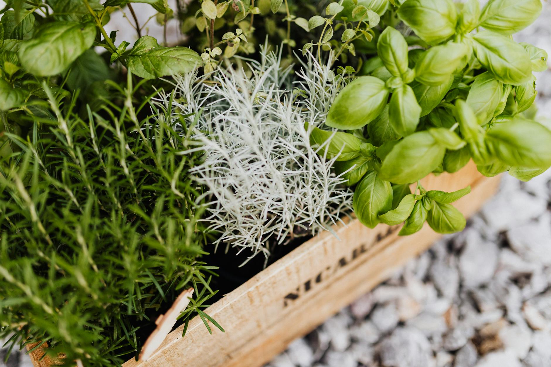 A canopy of lush green herbs