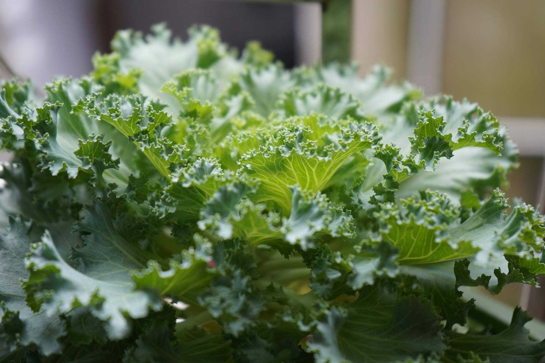 Leafy greens